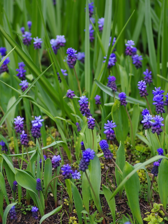 Muscari latifolium (5xDB)