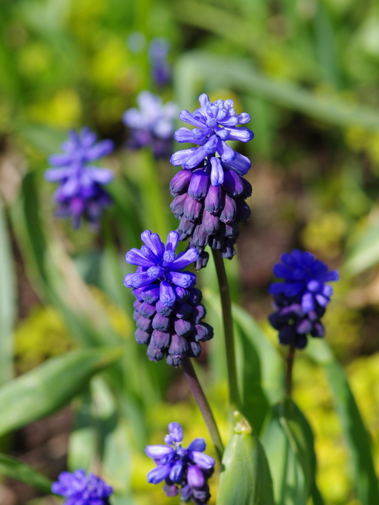 Muscari latifolium (5xDB)