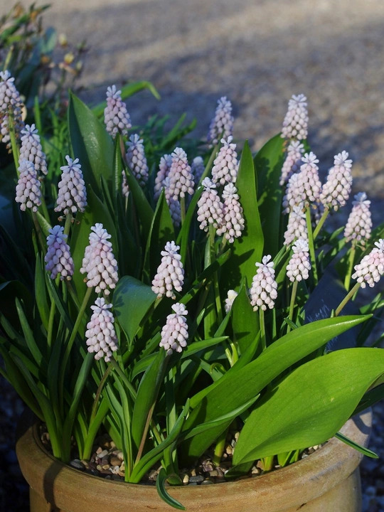 Muscari 'Pink Sunrise' (3xDB)