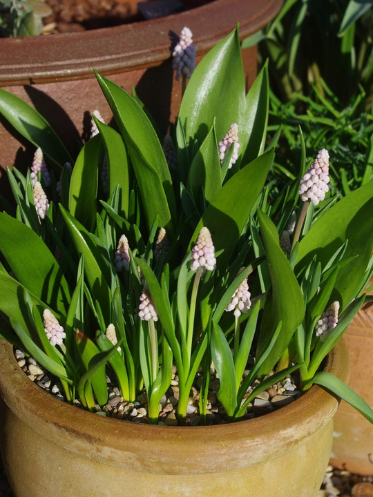 Muscari 'Pink Sunrise' (3xDB)