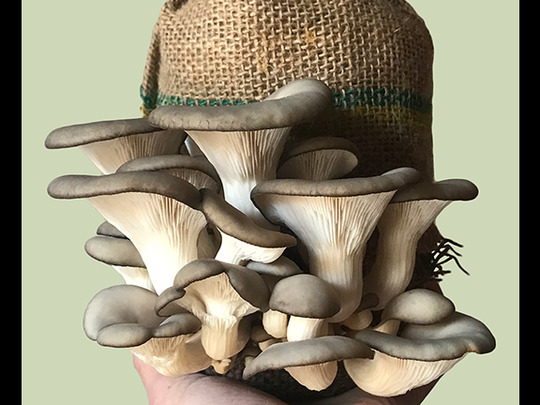 Mushroom Masterclass