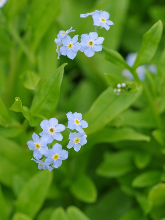 Myosotis scorpioides 'Mermaid'