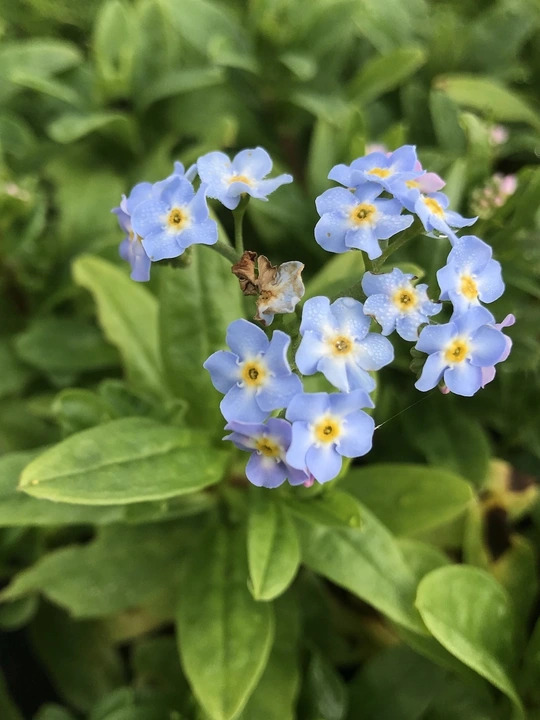 Myosotis scorpioides 'Mermaid'