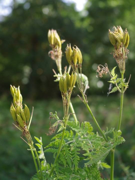Myrrhis odorata