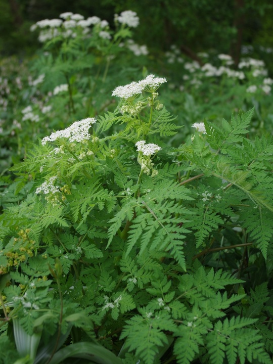 Myrrhis odorata