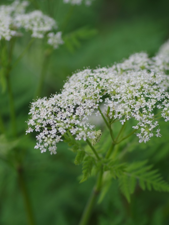 Myrrhis odorata