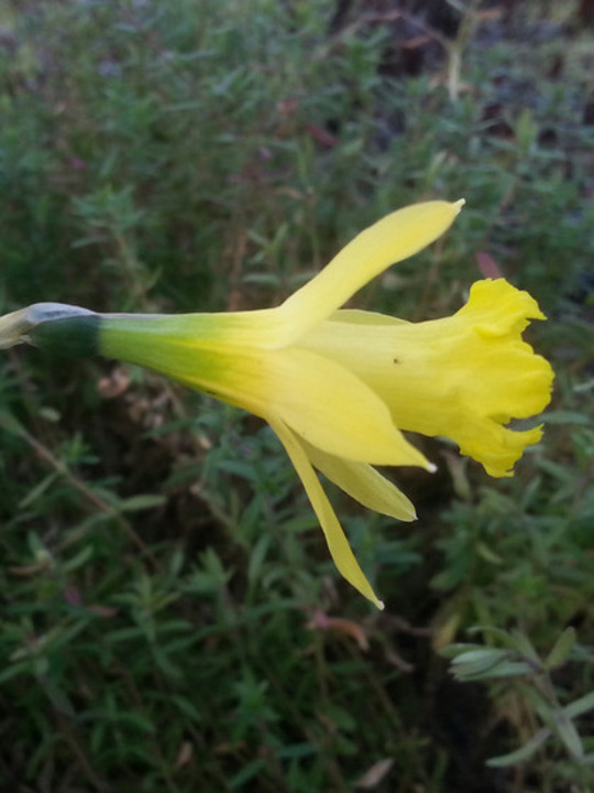 Narcissus 'Bowles's Early Sulphur'