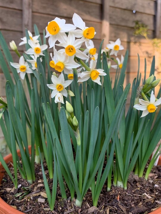 Narcissus 'Canaliculatus' (5xDB)