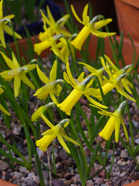 Narcissus cyclamineus hybrid