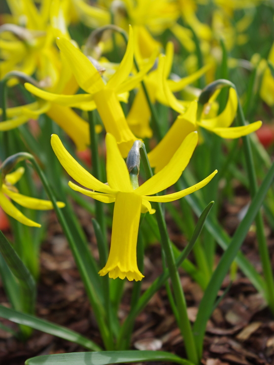 Narcissus cyclamineus hybrid