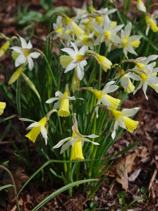 Narcissus 'Elka'