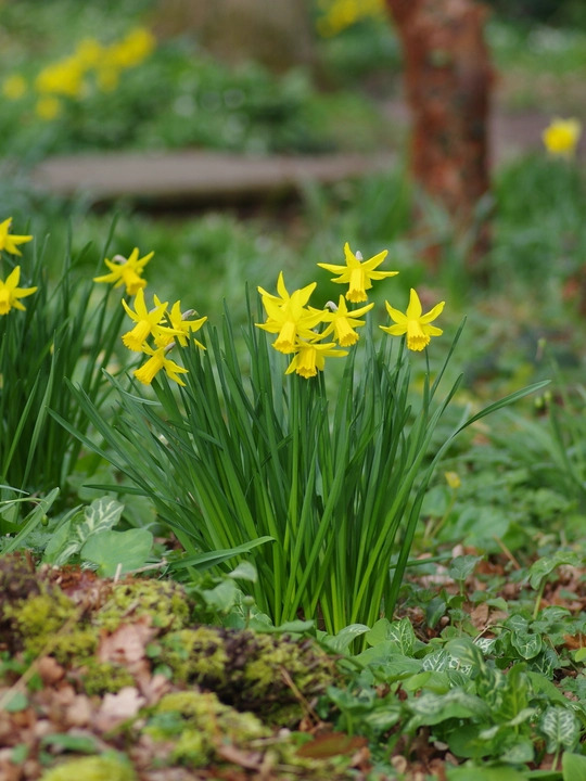 Narcissus 'February Gold'