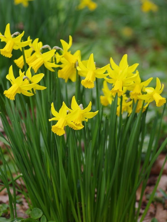 Narcissus 'February Gold'