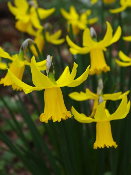 Narcissus 'February Gold'