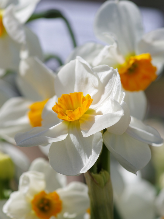 Narcissus 'Geranium'