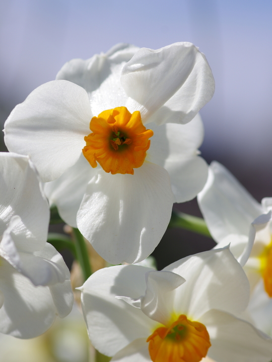 Narcissus 'Geranium'