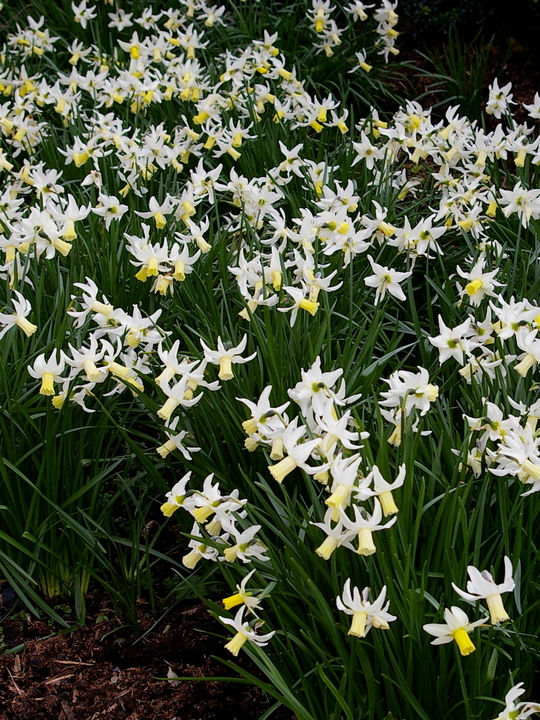 Narcissus 'Jenny'