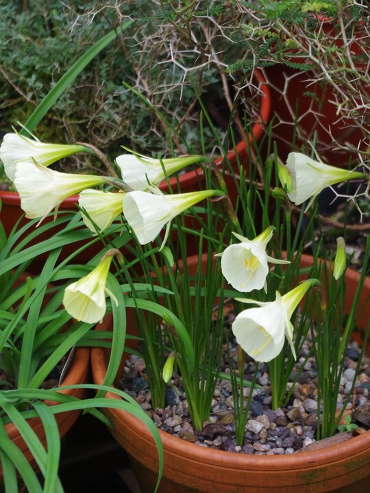 Narcissus 'Mary Poppins'