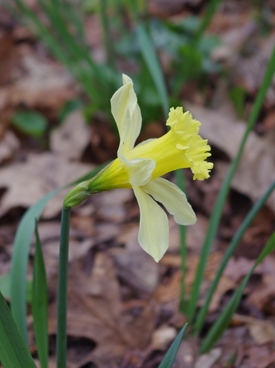 Narcissus pallidiflorus