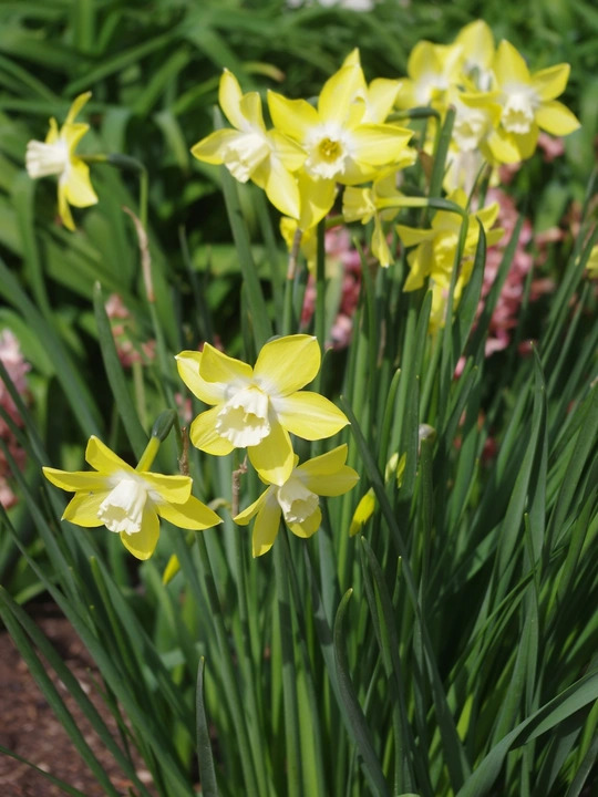 Narcissus 'Pipit' (3xDB)