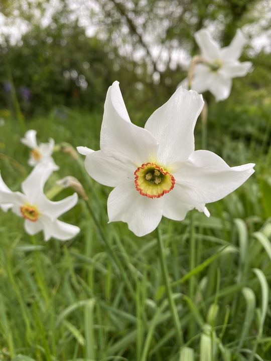 Narcissus poeticus var. recurvus (5xDB)