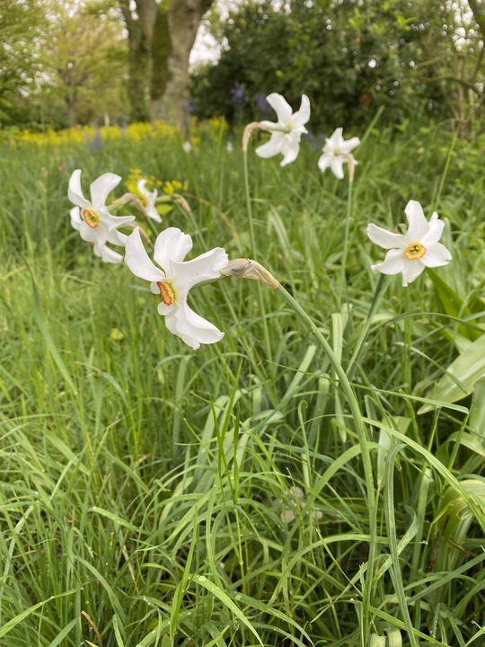 Narcissus poeticus var. recurvus (5xDB)