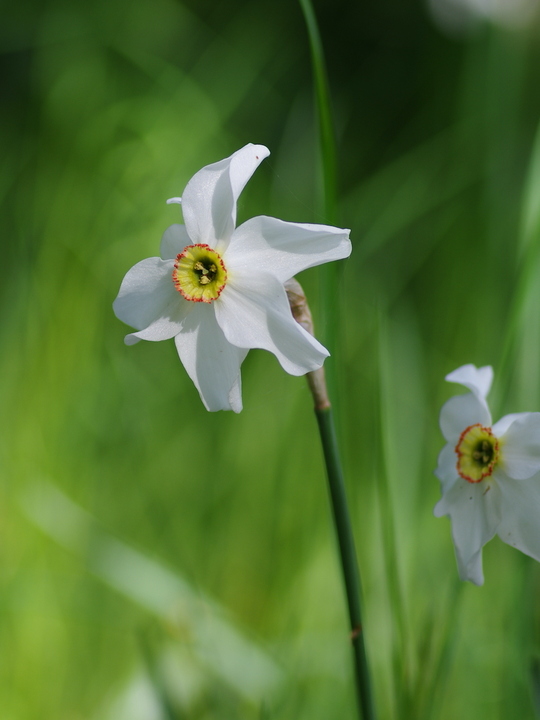 Narcissus poeticus var. recurvus (5xDB)