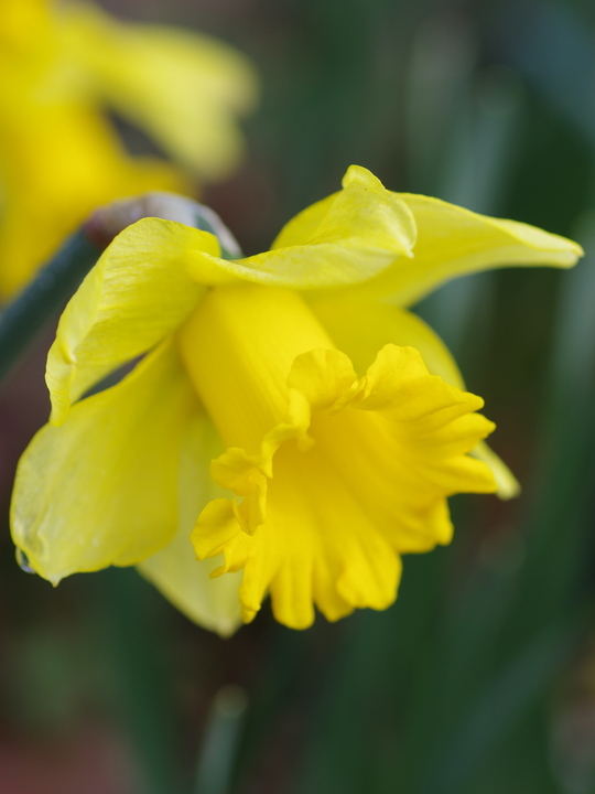 Narcissus 'Rijnveld's Early Sensation'