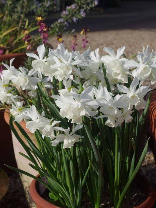 Narcissus 'Thalia' (3xDB)