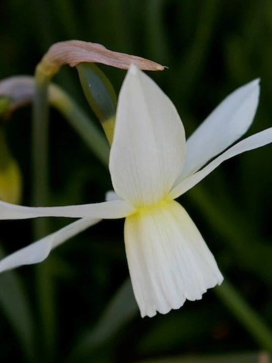 Narcissus 'Thalia' (3xDB)