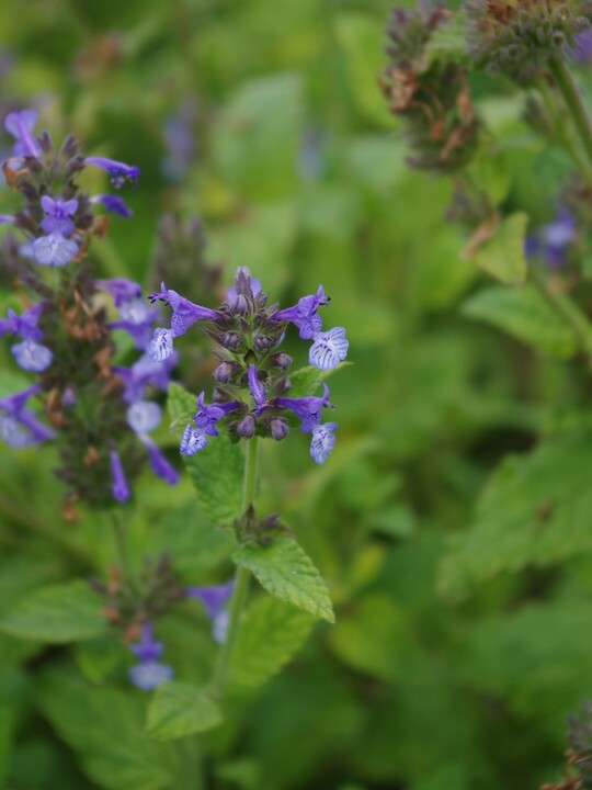 Nepeta clarkei