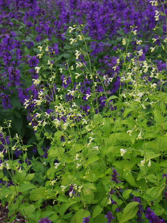 Nepeta govaniana