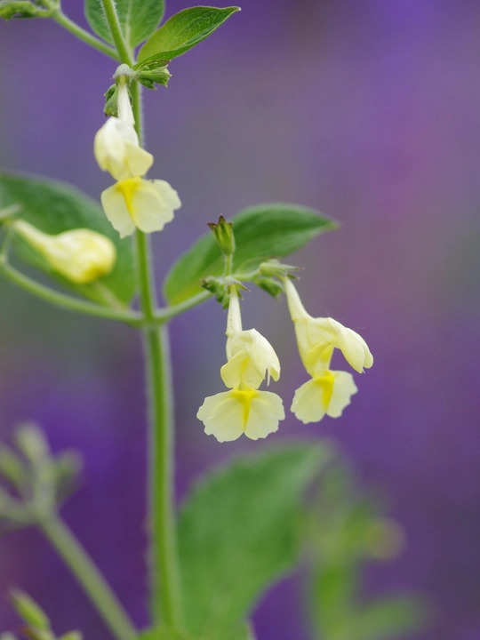 Nepeta govaniana