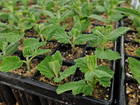 Cuttings Masterclass with Emily Allard