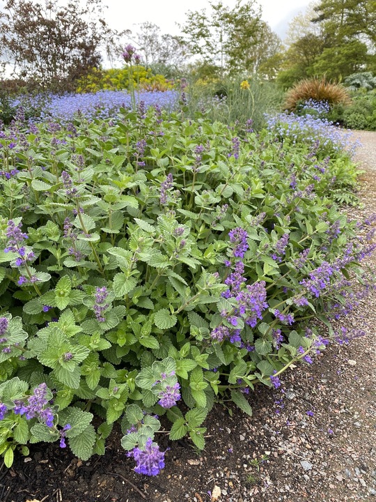 Nepeta 'Hill Grounds'