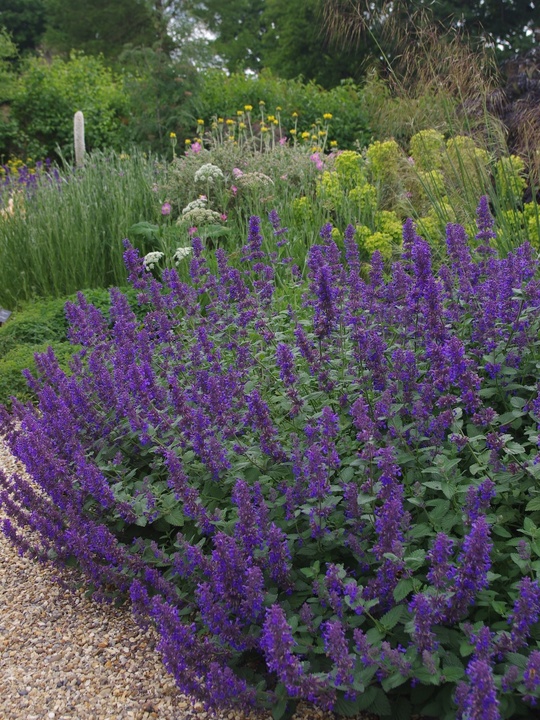 Nepeta 'Hill Grounds'