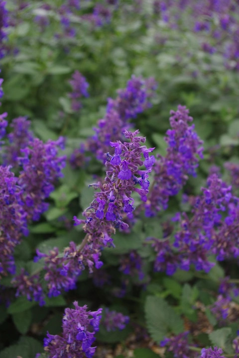 Nepeta 'Hill Grounds'