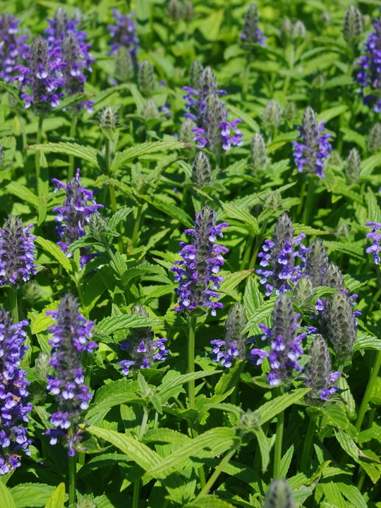 Nepeta nervosa