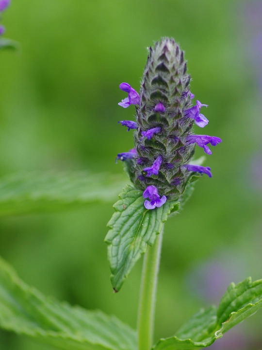 Nepeta nervosa
