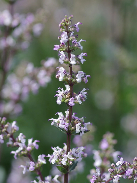 Nepeta nuda 'Romany Dusk'