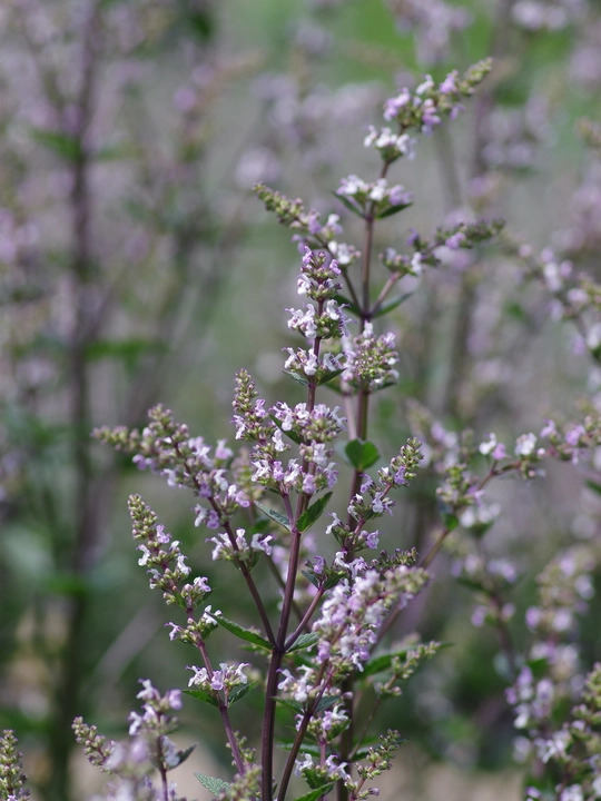 Nepeta nuda 'Romany Dusk'