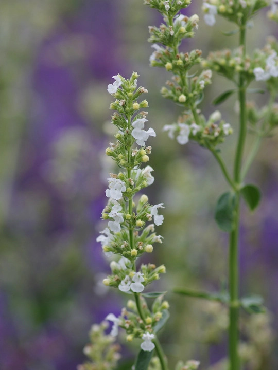 Nepeta nuda subsp. albiflora