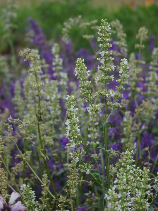 Nepeta nuda subsp. albiflora