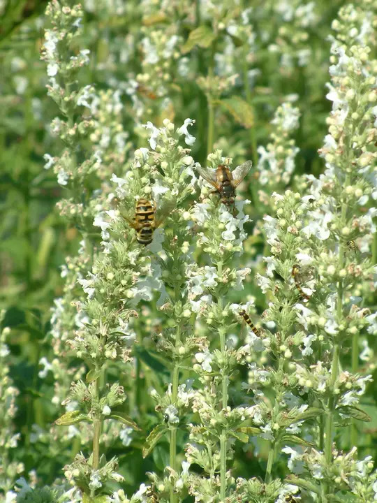 Nepeta nuda subsp. albiflora