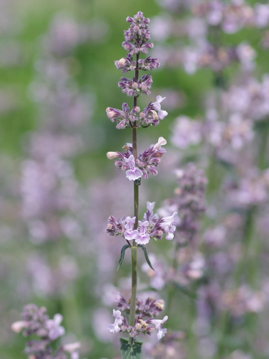 Nepeta racemosa 'Amelia'