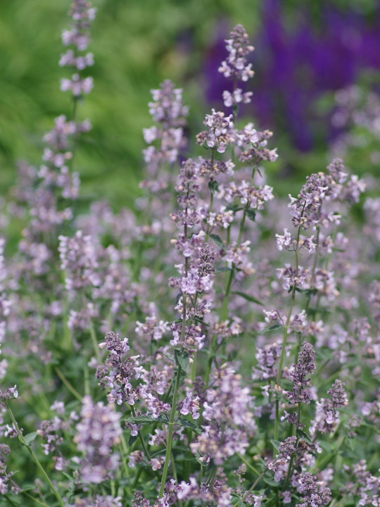 Nepeta racemosa 'Amelia'
