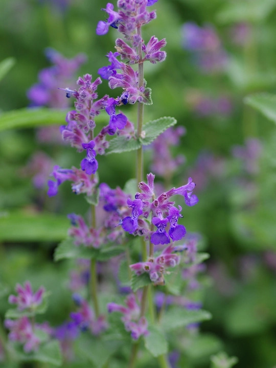 Nepeta racemosa 'Little Titch'