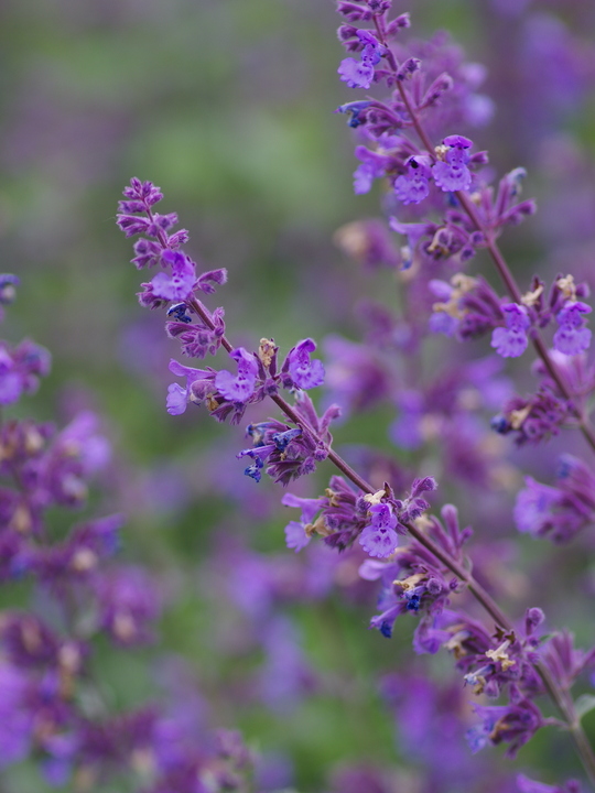 Nepeta racemosa 'Walkers  Low'