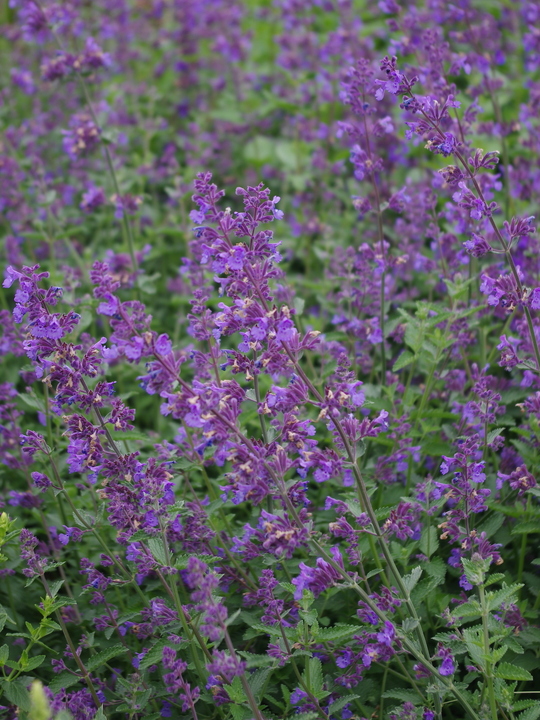 Nepeta racemosa 'Walkers  Low'