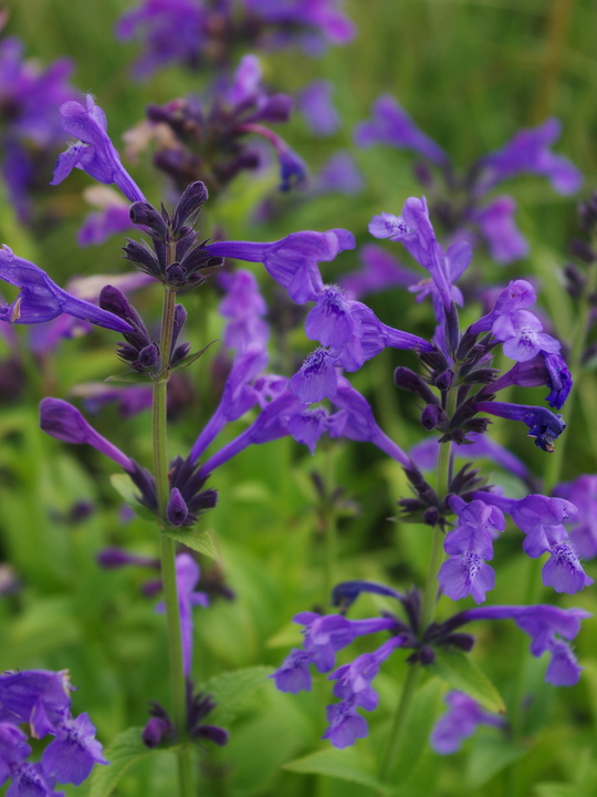 Nepeta sibirica